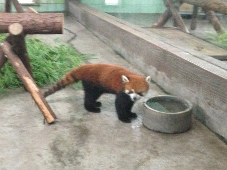 Cute Red Panda!