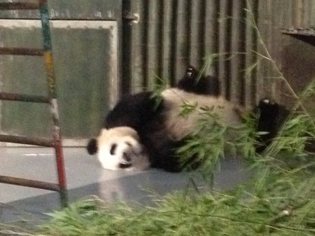 The adorable panda bear