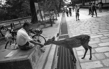 Man Feeding Deer, Nara.