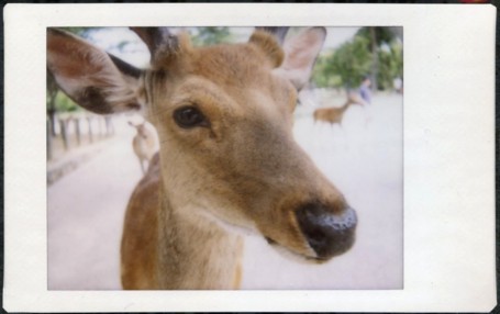 Deer, Nara.