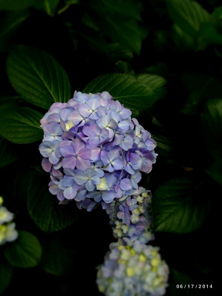 Hydrangea in Imperial Palace 