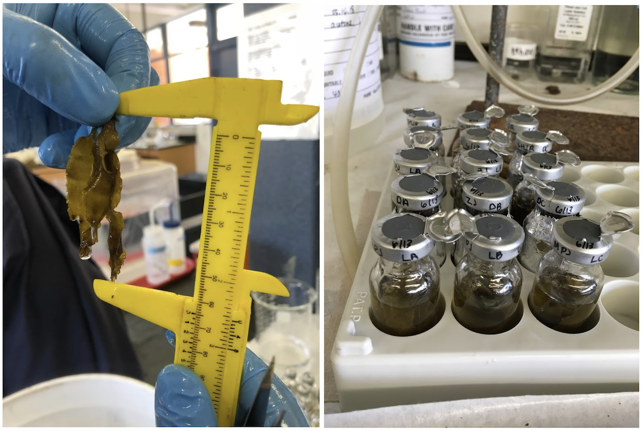 Left: Measuring one of our samples of Eisenia arborea; Right: Aliquoted samples.