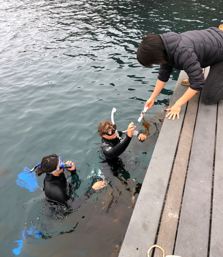 My research partner, Tristan Jordan-Huffman, and I out planting some juvenile kelp into Big Fisherman’s Cove with the help of our mentor Diane Kim. 