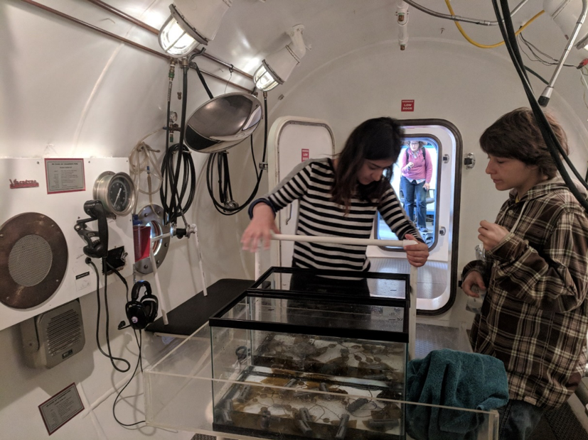 This picture shows the set up for the Catalina Hyperbaric Chamber experiment. Milena and I set up two aquariums and weighed down kelp to expose it to pressure. 