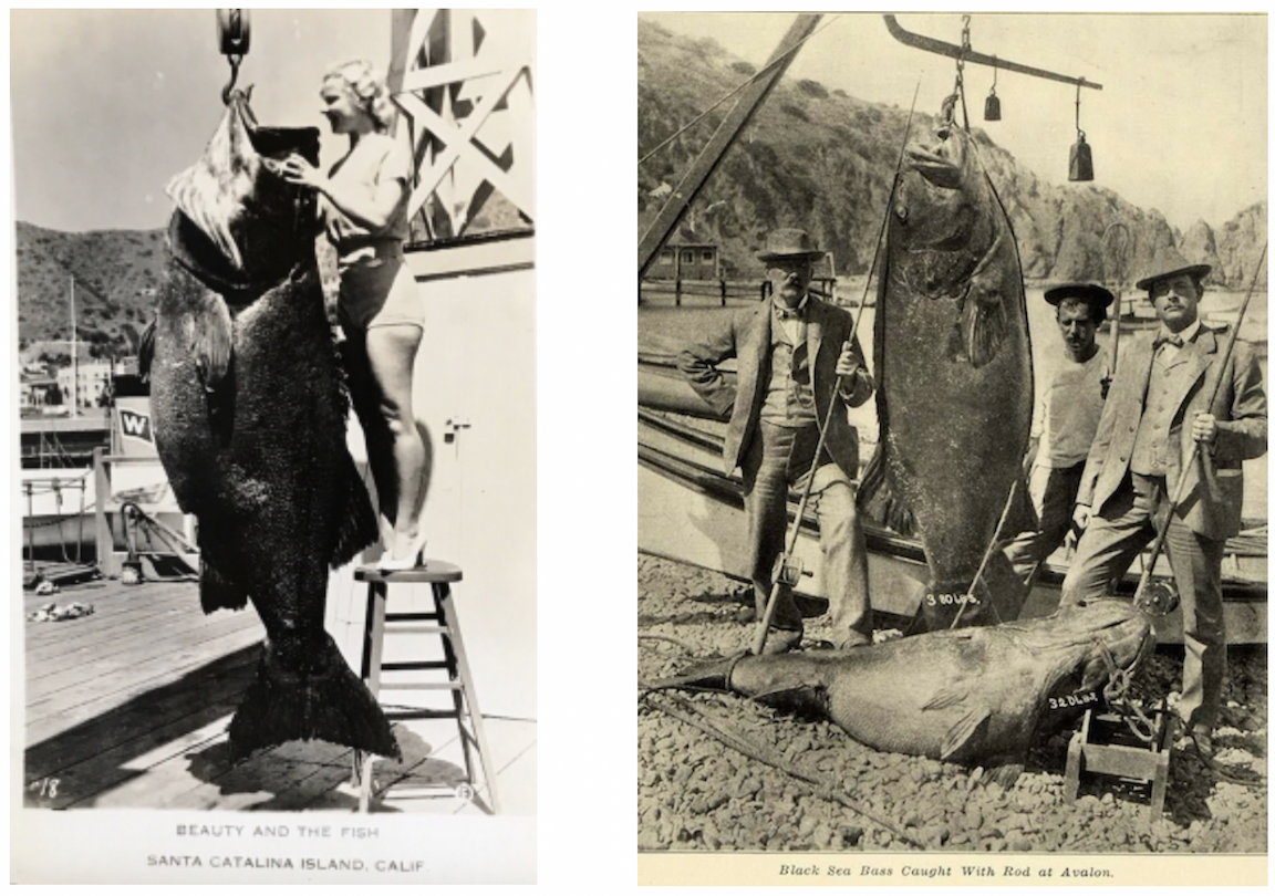 These are pictures from the 1930’s showing Giant Sea Bass caught off of Santa Catalina coast, from the SCIF archives. https://www.islapedia.com/index.php?title=Black_Sea_Bass