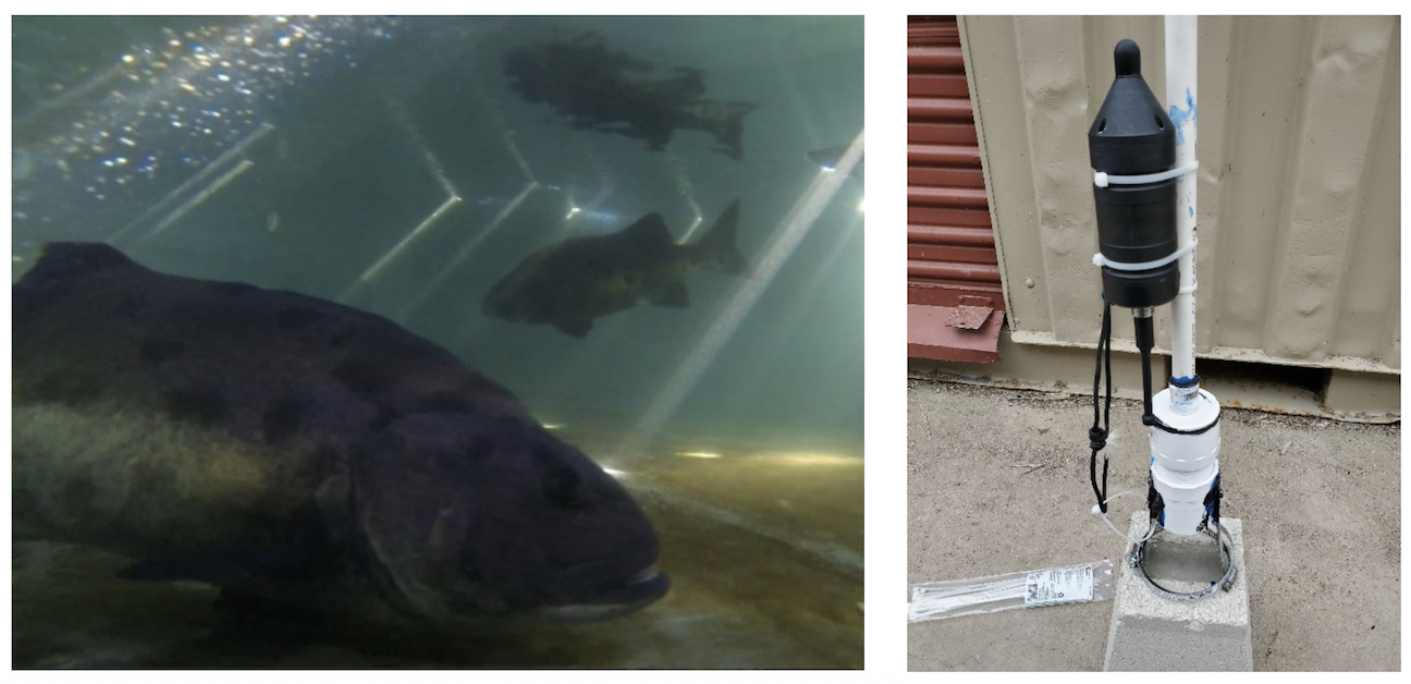 On the left is Giant Sea Bass in our tank and the right is the rig with the hydrophone.
