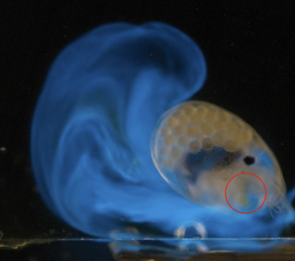 A bioluminescent ostracod, Vargula tsujii, spitting out packets of glowing mucus. The ‘upper lip’ organ is highlighted by the red circle. 