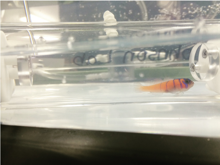 A Bluebanded goby from Catalina in a clear oxygen measuring chamber at CSULB.