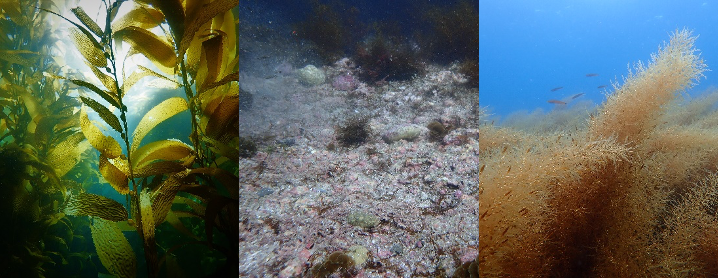 From left to right: A site dominated by Macrocystis pyrifera, a “recently disturbed” site lacking algal canopy, and a site dominated by Sargassum horneri. 