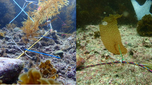 From left to right: an experimental Sargassum horneri transplant and an experimental Macrocystis pyrifera transplant. 