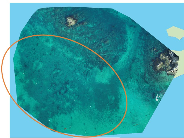 Image of the rhodolith bed at Emerald Bay January 2020. Taken at 70m high. Orange  circle is around the bed at Emerald Bay. 