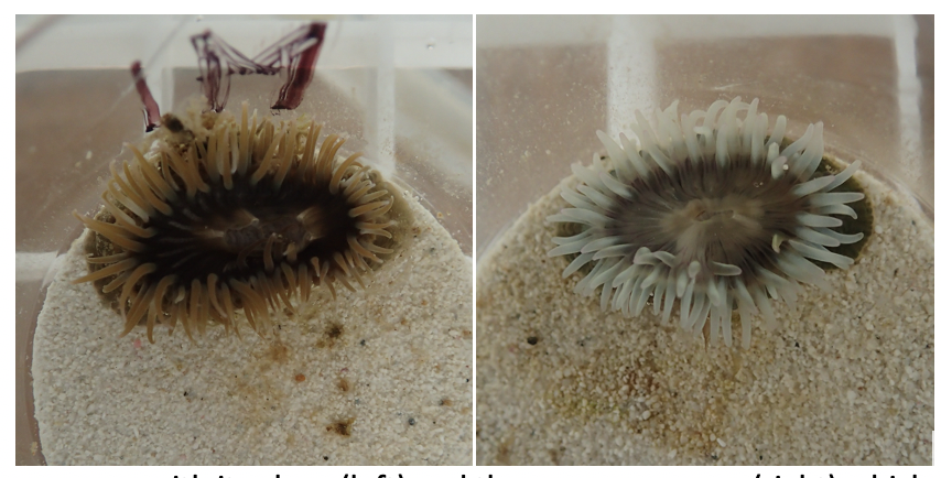 Figure 2: Healthy anemone with its algae (left) and the same anemone (right) which was bleached due to high temperature stress.