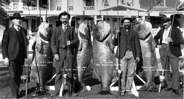 From SCIF Archives, 4 Giant Sea Bass caught at Santa Catalina Island. 