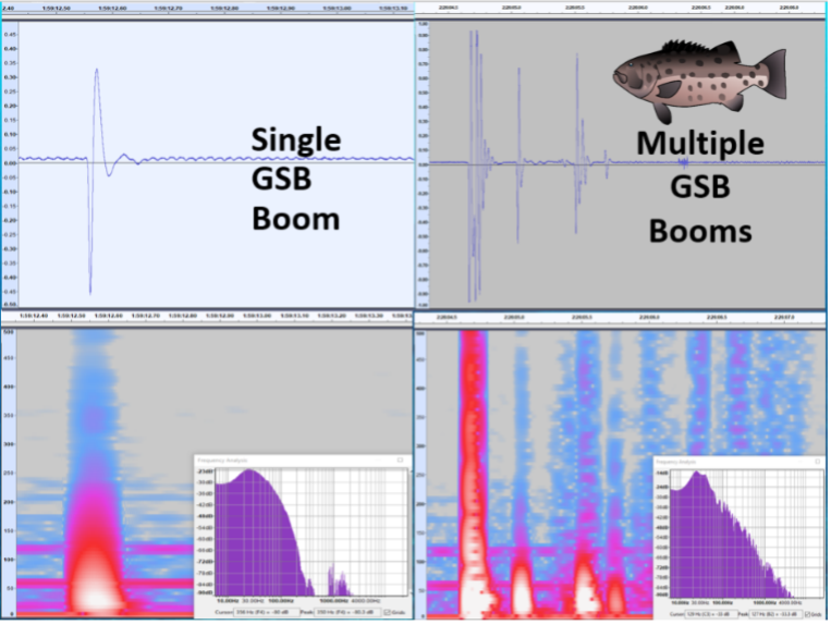 Left: Video of a miscellaneous sound recorded by hydrophone sampling for Giant Sea Bass sounds by Elizabeth Burns. Right: Four images of Giant Sea Bass sounds identified. Top images are wave forms of Giant’s booms and below are the spectrogram of the waveforms. 