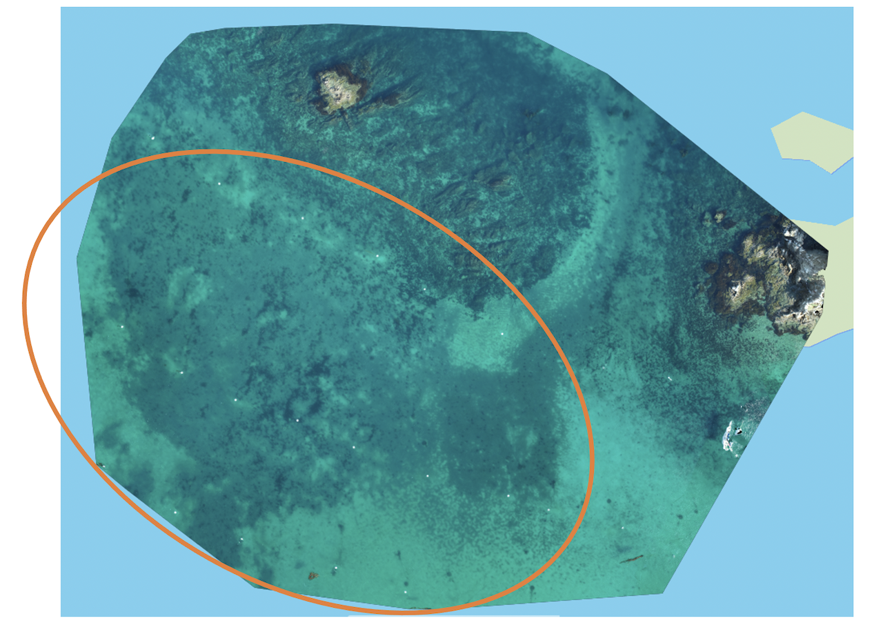 Image of the rhodolith bed at Emerald Bay January 2020. Taken at 70m high. Orange  circle is around the bed at Emerald Bay. 