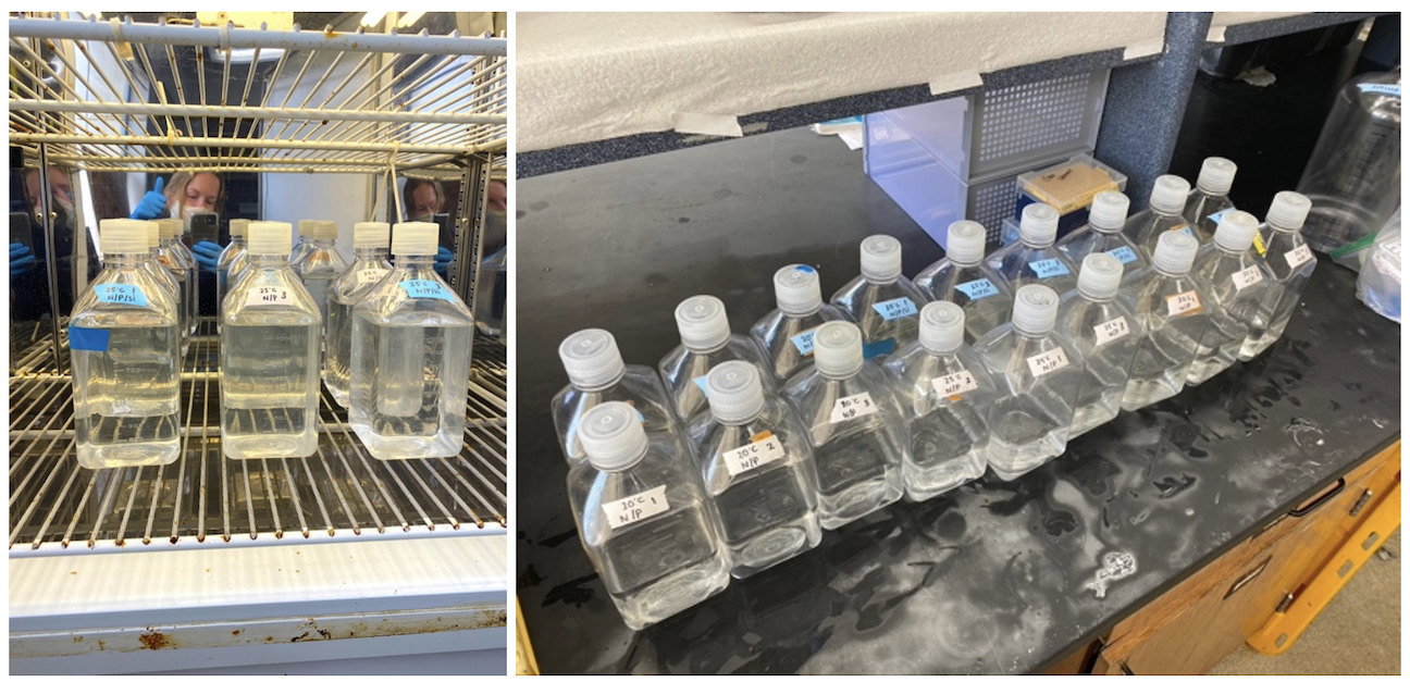 After splitting into bottles and creating nutrient treatments, I let the replicates grow at 3 temperatures.