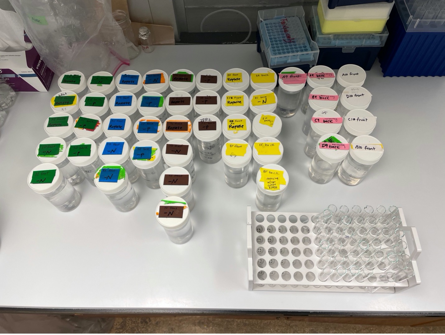 Preparing our cultures for in vivo testing! Several times a week, we remove all the cultures from the thermal block and rearrange them under a sterile lab hood. I pour a sample of each culture into a test tube where I run it through a fluorometer to test for the amount of chlorophyll in the sample. We then use the measurements to calculate the growth rate of our cultures. 